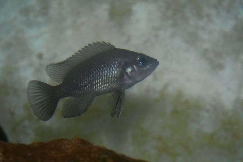 Neolamprologus toae 'Kigoma'